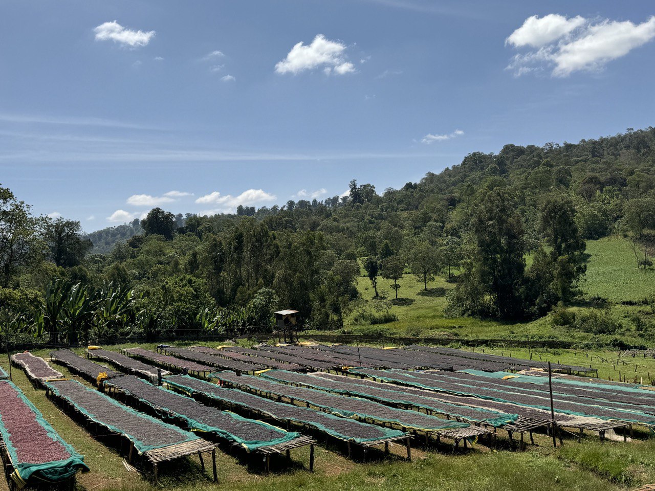 A beautiful view of Warden Coffee's Tabe Burka Site found in Uraga, Guju region