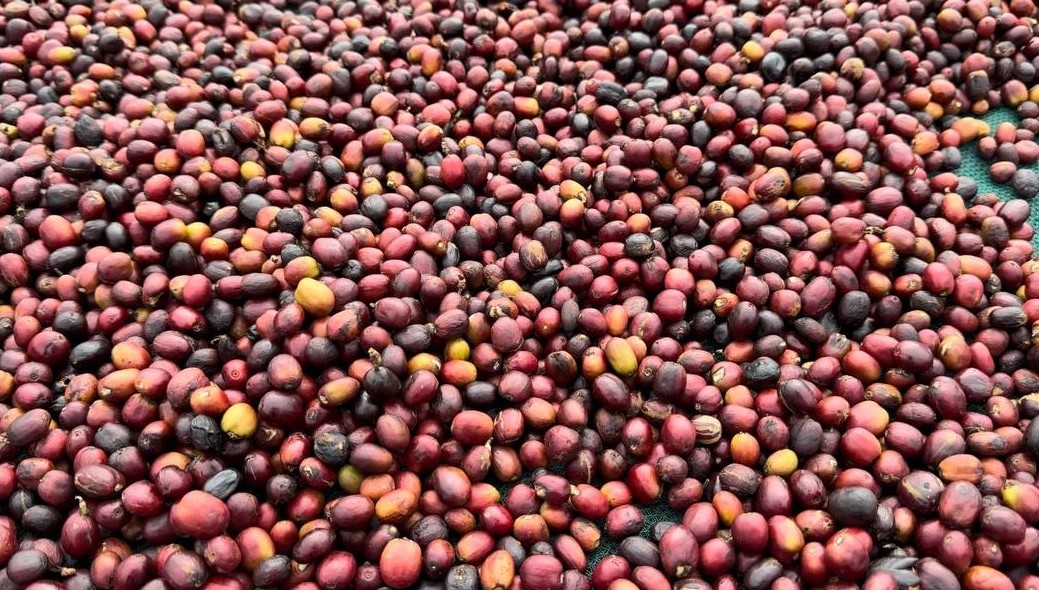 Newly harvested coffee cherries