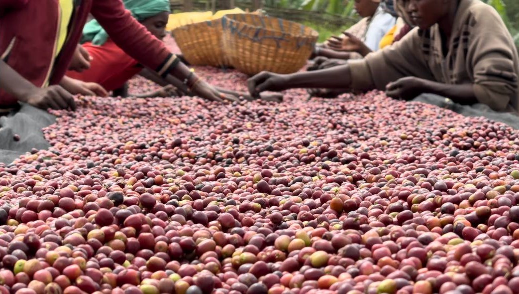 Warden Coffee workers picking out unqualified coffee cherries to maximaize quality