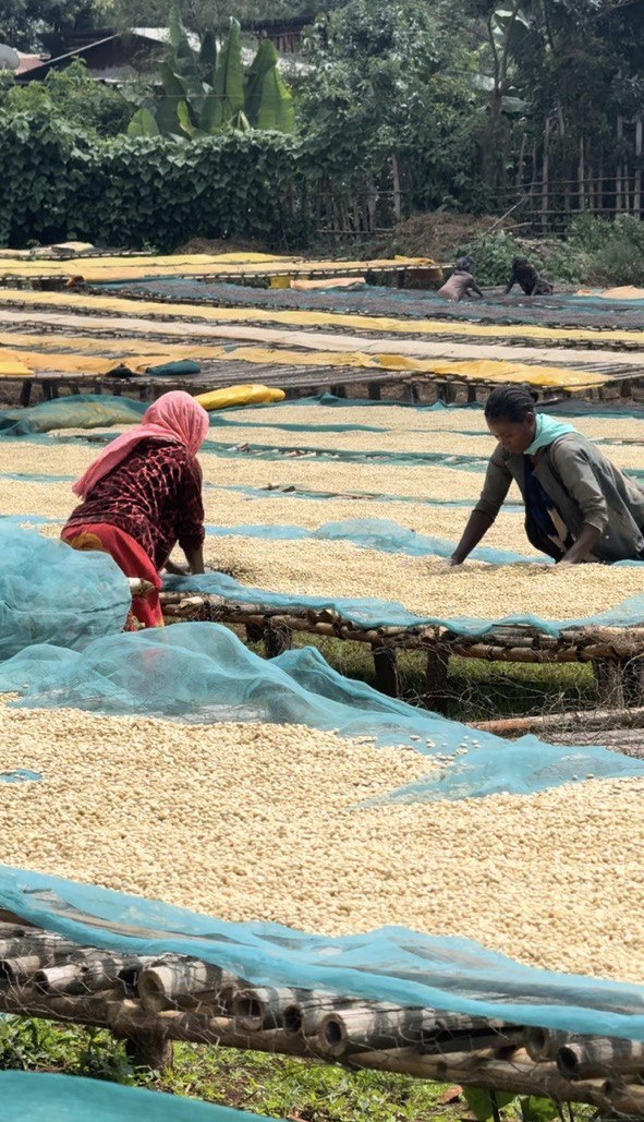 Warden Coffee employees examining our washed coffee beans