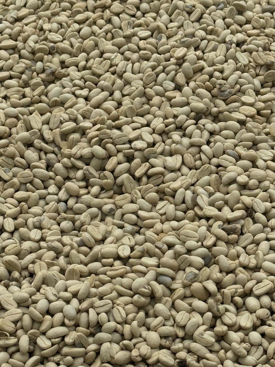 Our washed coffee beans are left to dry in the sun