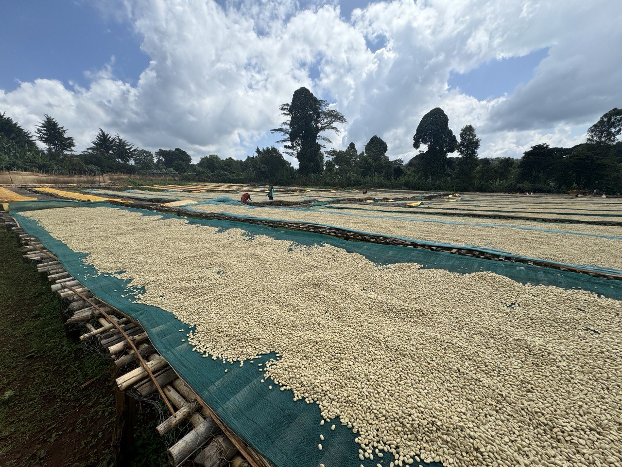 A beautiful view of Warden Coffee's Gurachu Site found in Kercha, Guju region