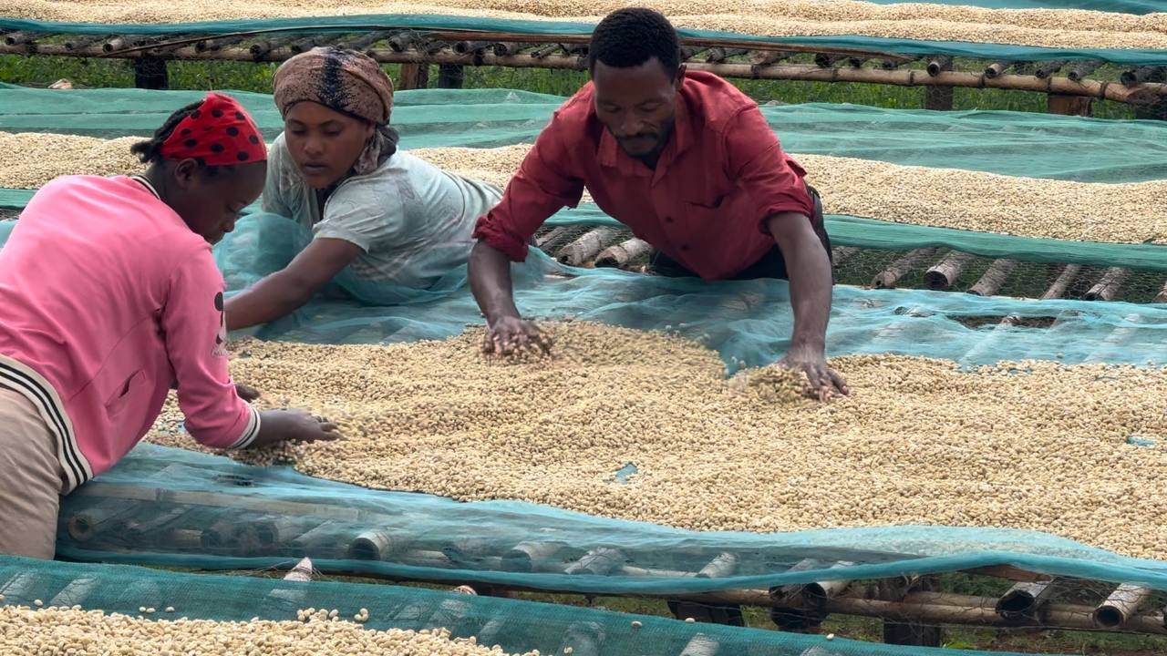 Warden Coffee workers rotate washed coffee beans to get equal texture and quality throughout the board